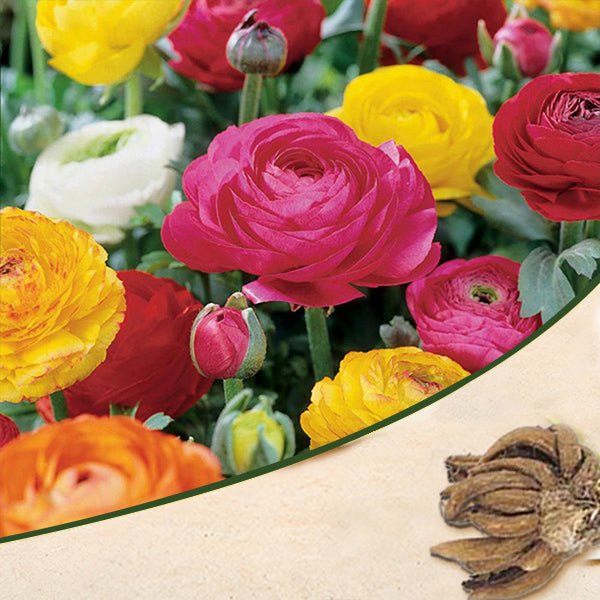 Ranunculus Random Color Bulbs